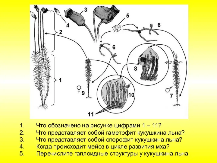 Что обозначено на рисунке цифрами 1 – 11? Что представляет