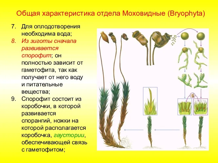 Общая характеристика отдела Моховидные (Bryophyta) Для оплодотворения необходима вода; Из