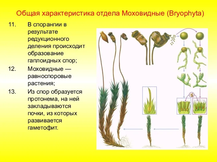 Общая характеристика отдела Моховидные (Bryophyta) В спорангии в результате редукционного