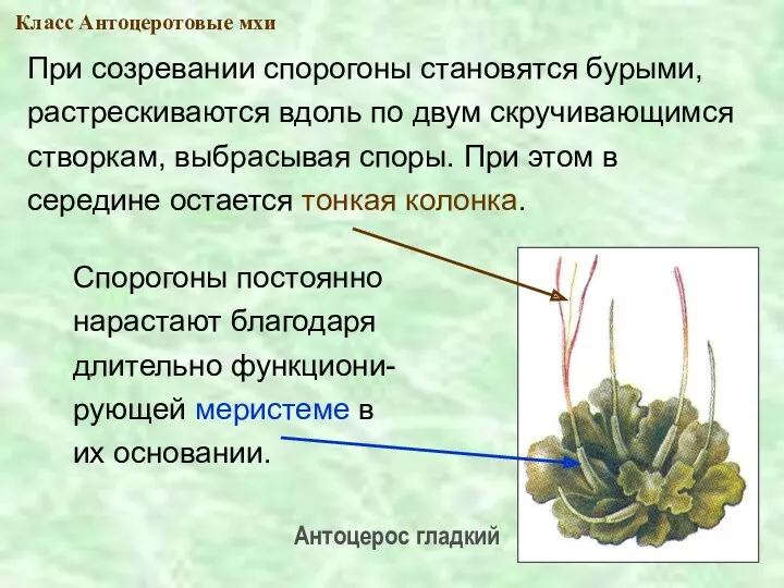 При созревании спорогоны становятся бурыми, растрескиваются вдоль по двум скручивающимся