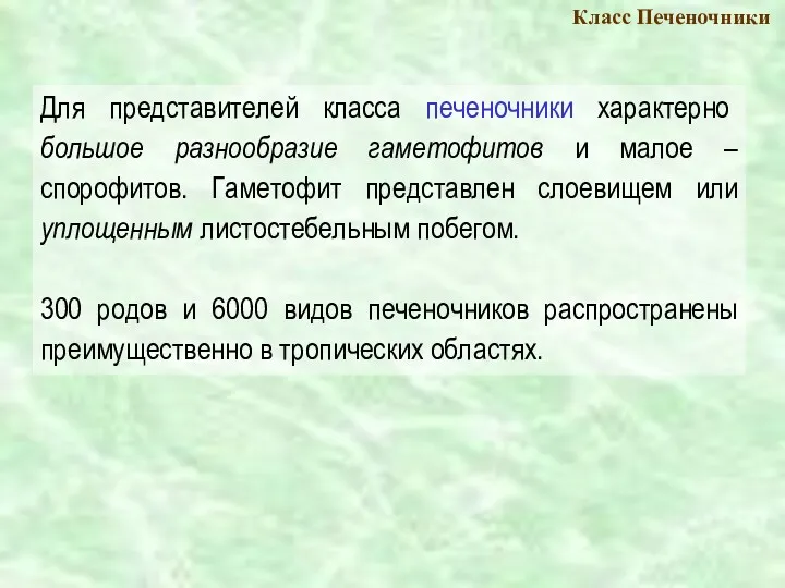 Для представителей класса печеночники характерно большое разнообразие гаметофитов и малое