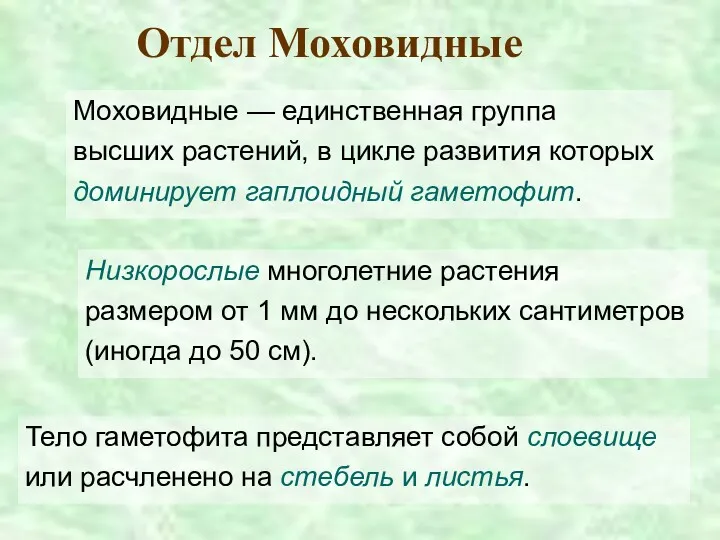 Отдел Моховидные Моховидные — единственная группа высших растений, в цикле