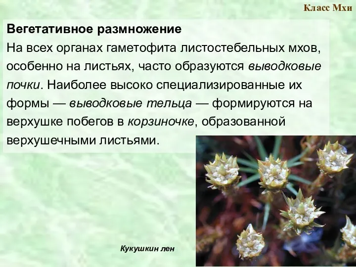 Класс Мхи Вегетативное размножение На всех органах гаметофита листостебельных мхов, особенно на листьях,