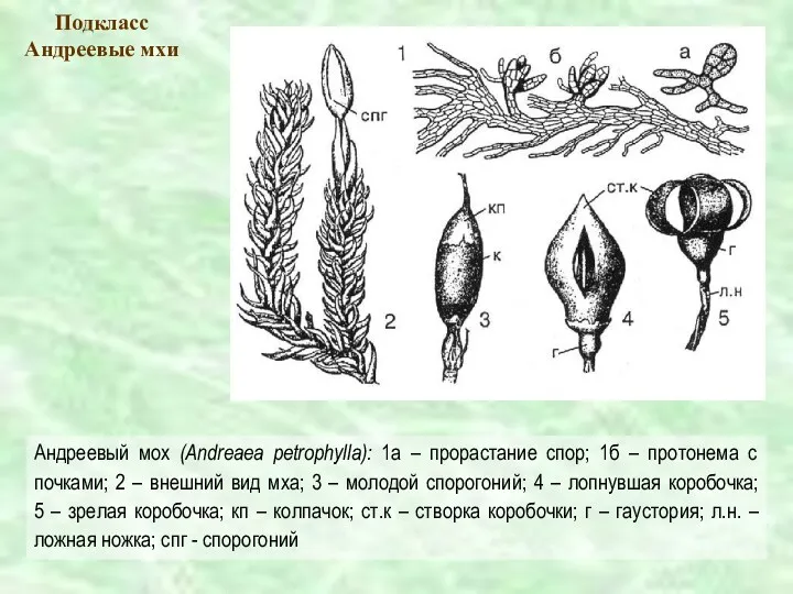Подкласс Андреевые мхи Андреевый мох (Andreaea petrophylla): 1а – прорастание спор; 1б –
