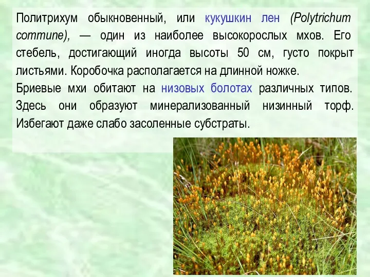 Политрихум обыкновенный, или кукушкин лен (Polytrichum commune), — один из наиболее высокорослых мхов.