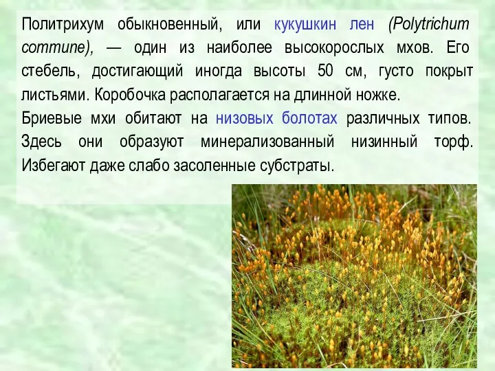 Политрихум обыкновенный, или кукушкин лен (Polytrichum commune), — один из