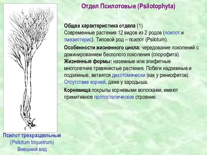 Псилот трехраздельный (Psilotum triquetrum) Отдел Псилотовые (Psilotophyta) Общая характеристика отдела (1) Cовременные растения