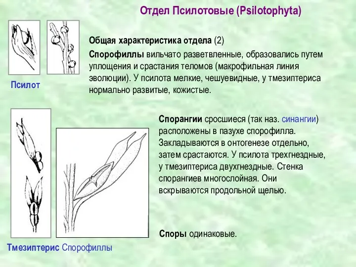 Псилот Отдел Псилотовые (Psilotophyta) Общая характеристика отдела (2) Спорофиллы вильчато