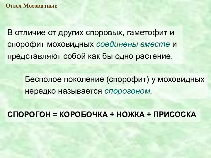 В отличие от других споровых, гаметофит и спорофит моховидных соединены