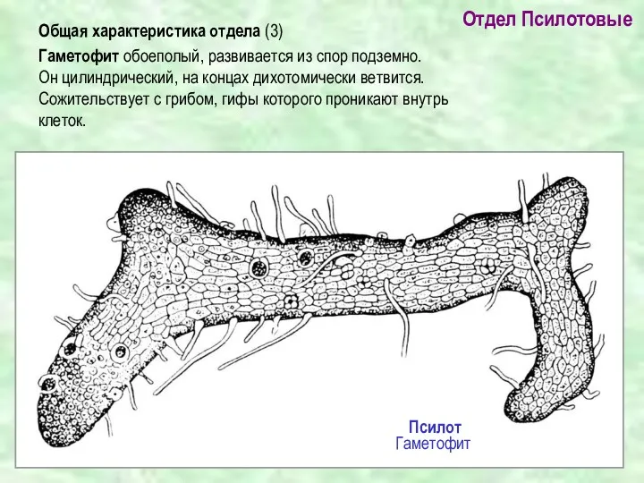 Отдел Псилотовые Общая характеристика отдела (3) Гаметофит обоеполый, развивается из