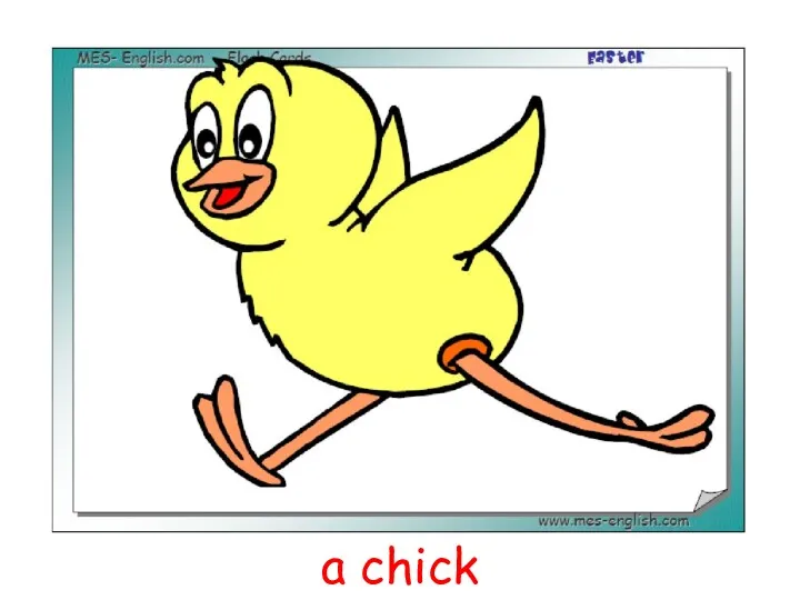 a chick