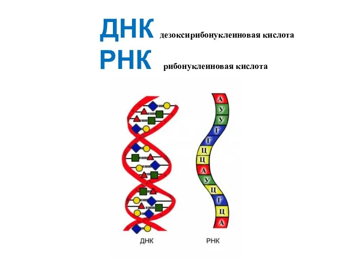 ДНК дезоксирибонуклеиновая кислота РНК рибонуклеиновая кислота