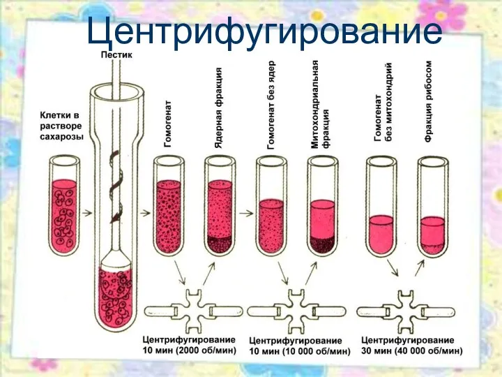 Центрифугирование