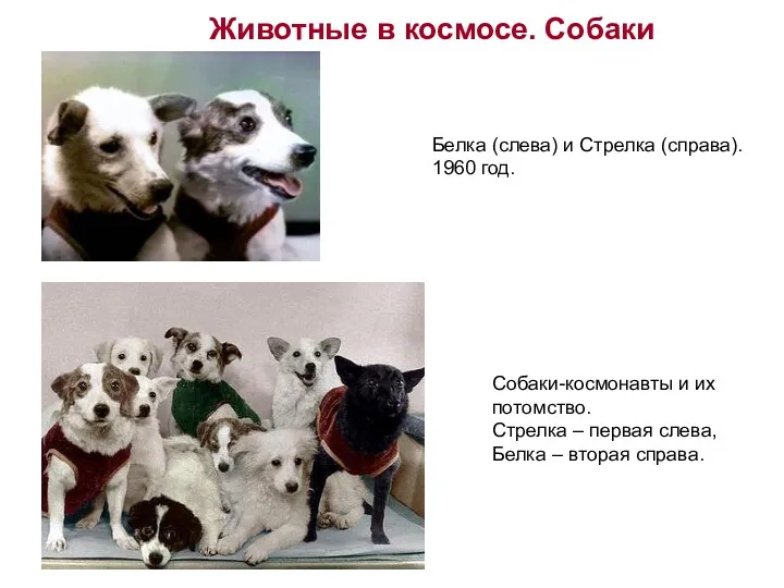 Животные в космосе. Собаки Собаки-космонавты и их потомство. Стрелка –