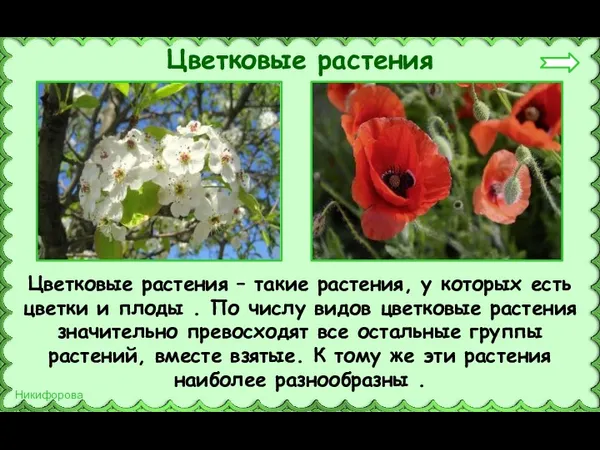 Цветковые растения – такие растения, у которых есть цветки и