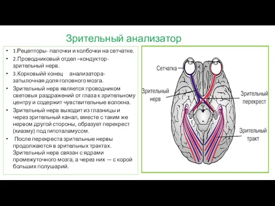 Зрительный анализатор 1.Рецепторы- палочки и колбочки на сетчатке. 2.Проводниковый отдел