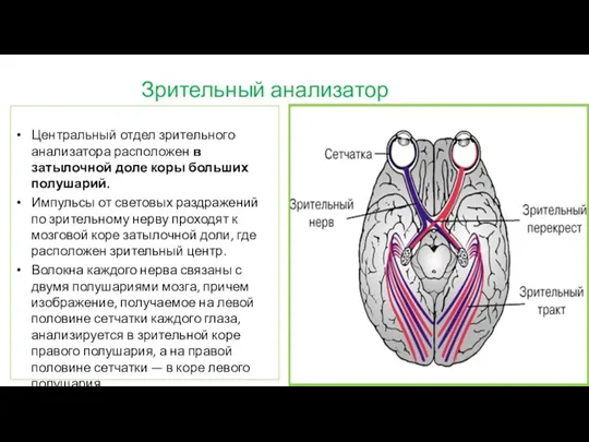 Зрительный анализатор Центральный отдел зрительного анализатора расположен в затылочной доле