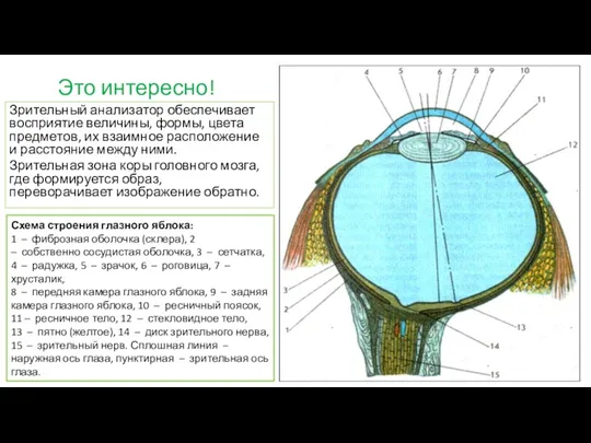 Это интересно! Зрительный анализатор обеспечивает восприятие величины, формы, цвета предметов,