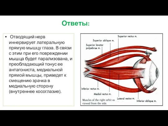 Ответы: Отводящий нерв иннервирует латеральную прямую мышцу глаза. В связи