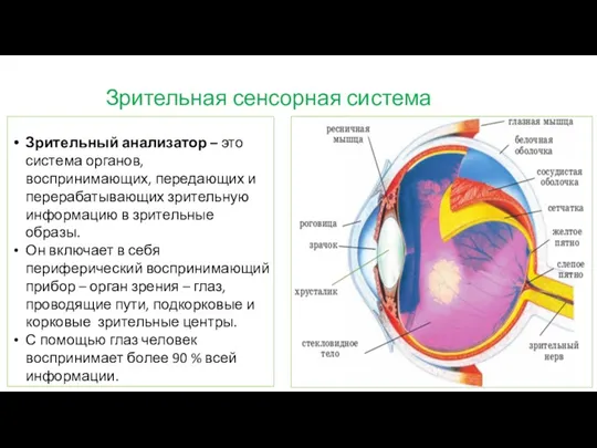 Зрительный анализатор – это система органов, воспринимающих, передающих и перерабатывающих