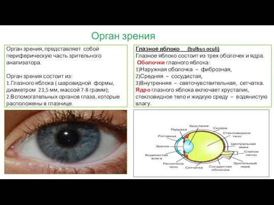 Орган зрения Орган зрения, представляет собой периферическую часть зритель­ного анализатора.