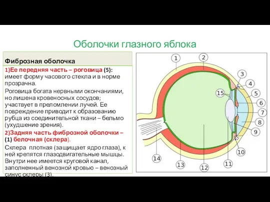 Оболочки глазного яблока Фиброзная оболочка 1)Ее передняя часть – роговица