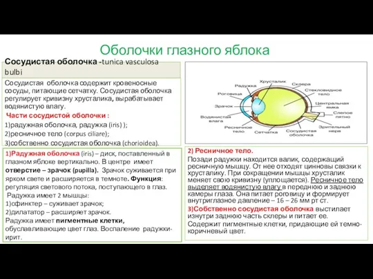 Оболочки глазного яблока Сосудистая оболочка -tunica vasculosa bulbi Сосудистая оболочка