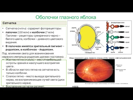 Оболочки глазного яблока Сетчатка Сетчатка (retina) содержит фоторецепторы: палочки (130