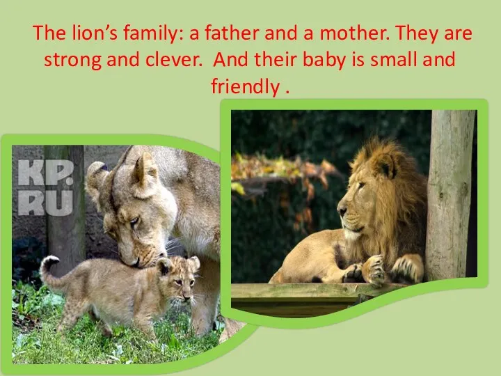 The lion’s family: a father and a mother. They are