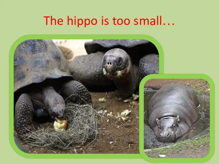 The hippo is too small…