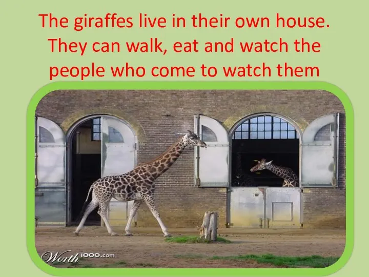 The giraffes live in their own house. They can walk,