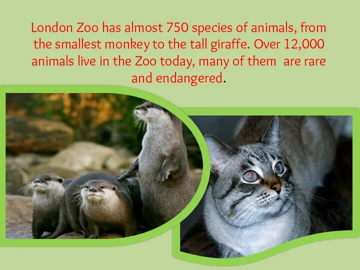 London Zoo has almost 750 species of animals, from the