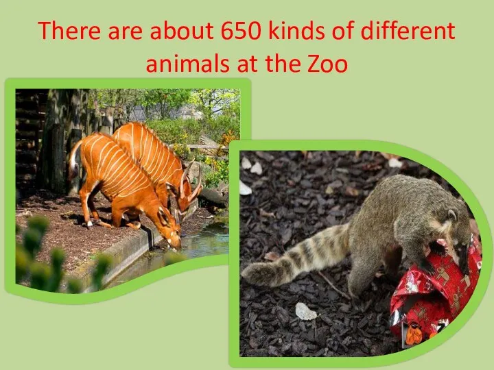 There are about 650 kinds of different animals at the Zoo