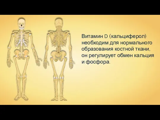 Витамин D (кальциферол) необходим для нормального образования костной ткани, он регулирует обмен кальция и фосфора.