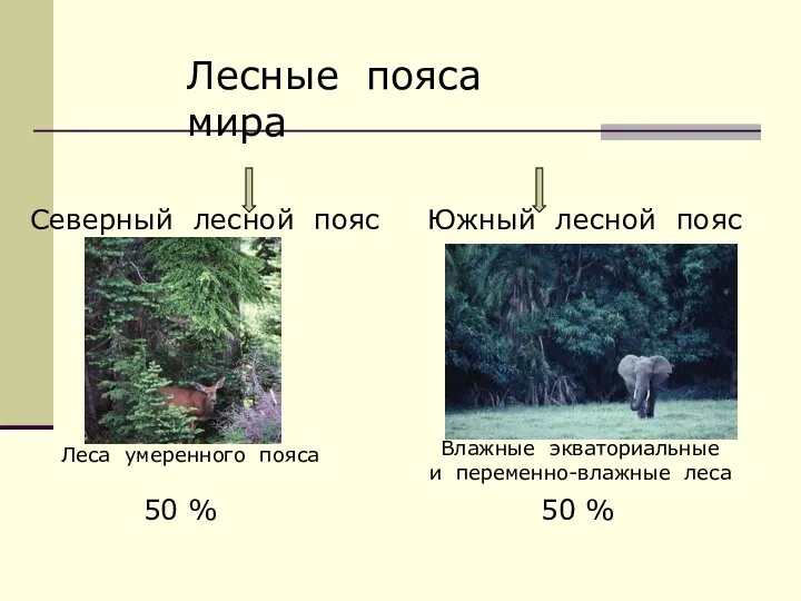 Лесные пояса мира Северный лесной пояс Южный лесной пояс Леса