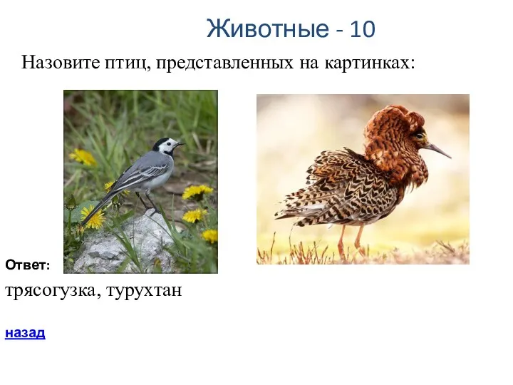 Животные - 10 Назовите птиц, представленных на картинках: Ответ: трясогузка, турухтан назад