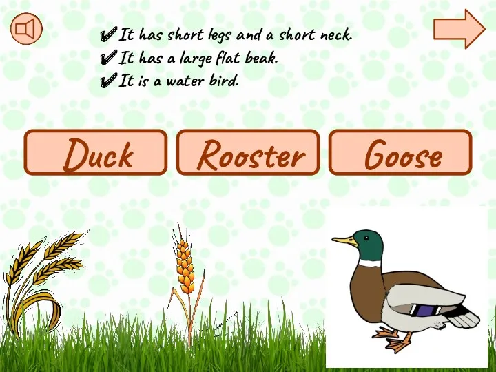 Duck Rooster Goose It has short legs and a short