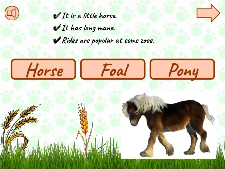 It is a little horse. It has long mane. Rides