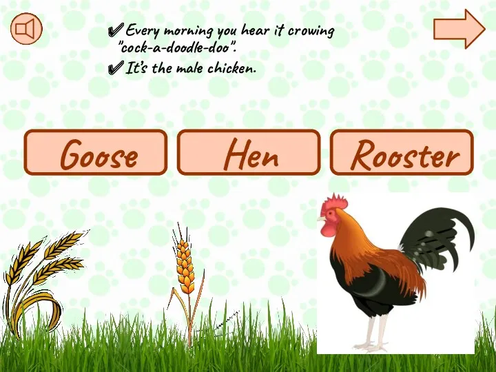 Every morning you hear it crowing "cock-a-doodle-doo". It’s the male chicken. Rooster Goose Hen