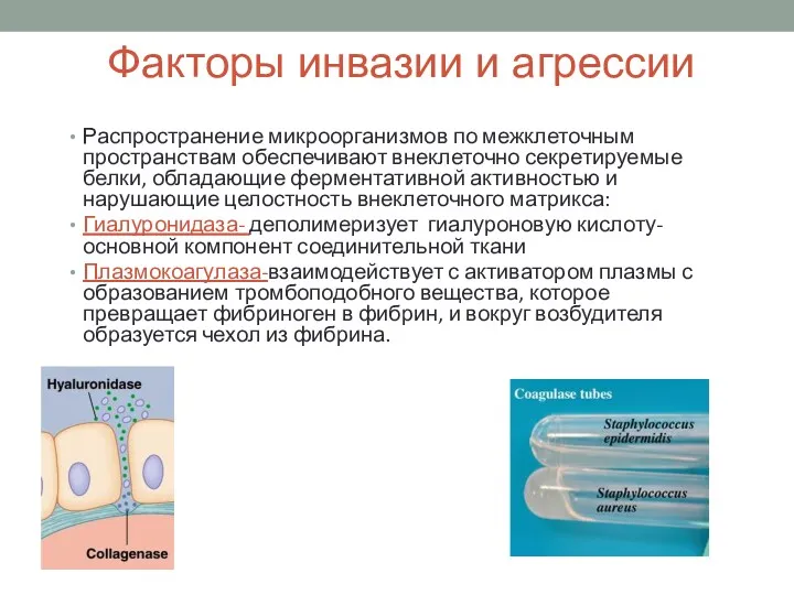 Факторы инвазии и агрессии Распространение микроорганизмов по межклеточным пространствам обеспечивают