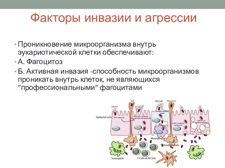 Факторы инвазии и агрессии Проникновение микроорганизма внутрь эукариотической клетки обеспечивают: