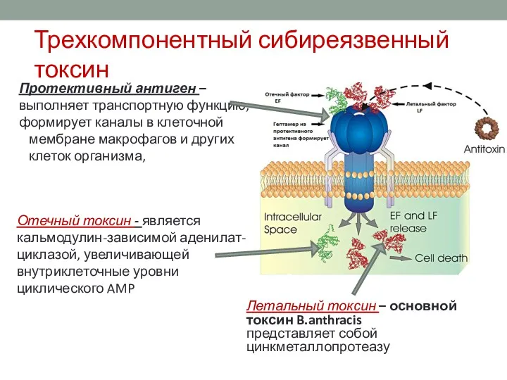 Трехкомпонентный сибиреязвенный токсин Протективный антиген – выполняет транспортную функцию, формирует