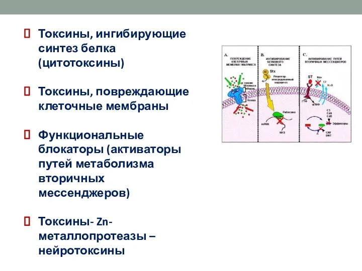 Токсины, ингибирующие синтез белка (цитотоксины) Токсины, повреждающие клеточные мембраны Функциональные