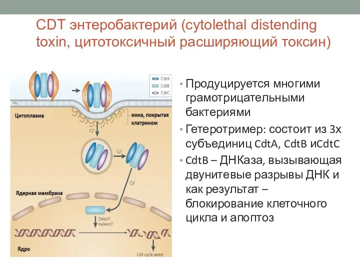 CDT энтеробактерий (cytolethal distending toxin, цитотоксичный расширяющий токсин) Продуцируется многими