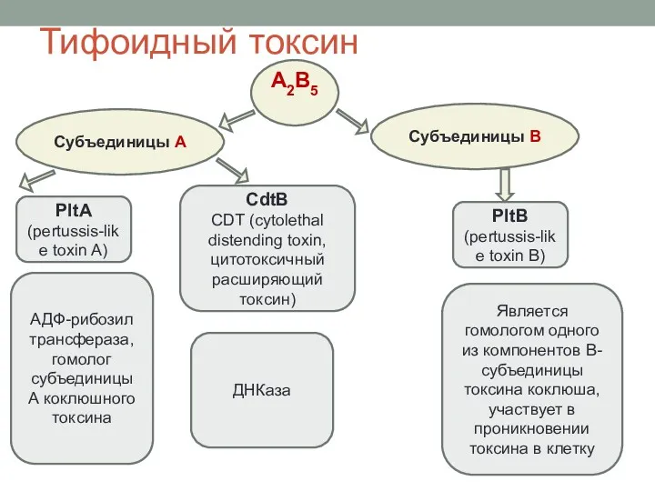 Субъединицы А Субъединицы В A2B5 PltA (pertussis-like toxin A) CdtB