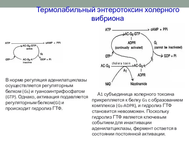 Термолабильный энтеротоксин холерного вибриона В норме регуляция аденилатциклазы осуществляется регуляторным