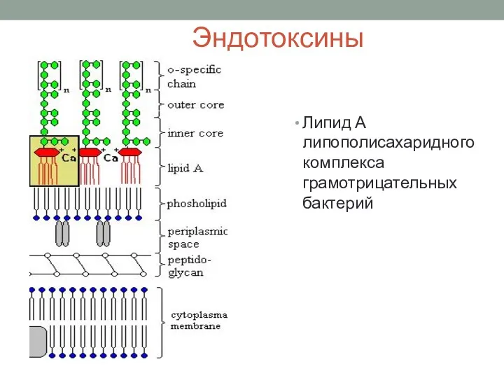 Эндотоксины Липид А липополисахаридного комплекса грамотрицательных бактерий