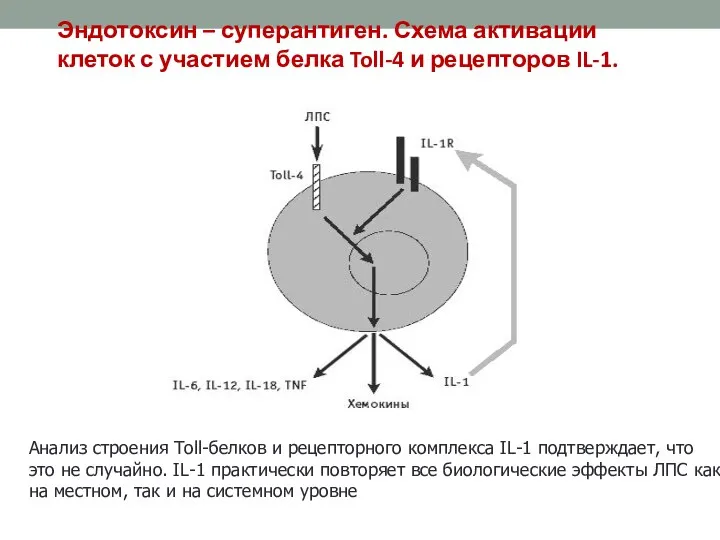 Устойчив : Чувствителен: К кислым хлору, Низким температурам ультрафиолету Эндотоксин