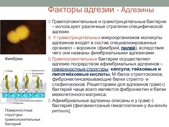 Факторы адгезии - Адгезины Грамположительные и грамотрицательные бактерии – используют