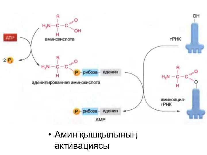 Амин қышқылының активациясы